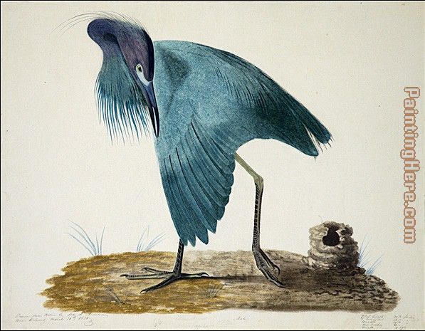 Little Blue Heron i painting - John James Audubon Little Blue Heron i art painting